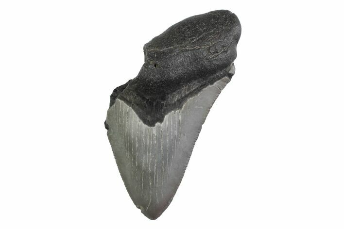 Partial Megalodon Tooth - South Carolina #359119